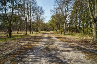 Çam ormanında terk edilmiş beton yol