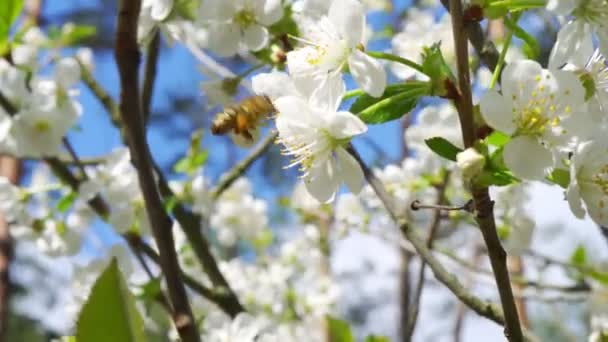 Elfoglalt méh gyűjti nektár gyönyörű cseresznyevirágok — Stock videók