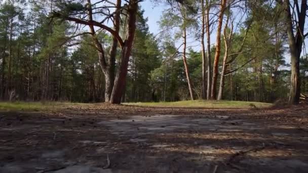 Camino de hormigón abandonado en el bosque de primavera de pino — Vídeos de Stock