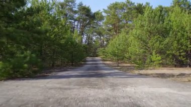 Çam ormanında terk edilmiş beton yol