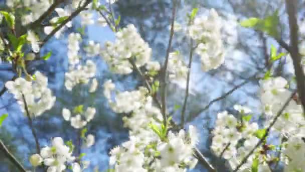 fleurs de cerisier blanc sur les branches déplacées par le vent dans la forêt de printemps 