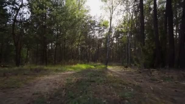 Caminar por un camino arenoso en un bosque de primavera — Vídeos de Stock