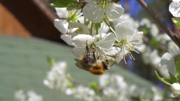 Abejorro ocupado recoge néctar de hermosas flores de cerezo — Vídeo de stock