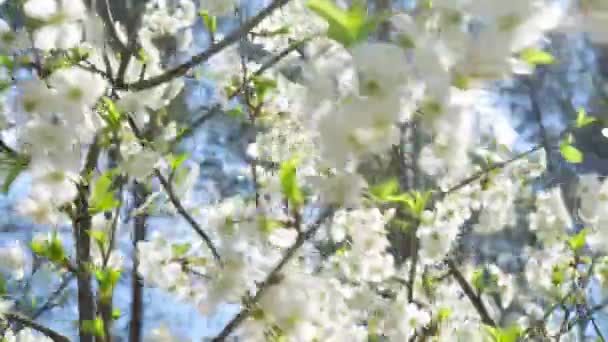 Witte kers bloesems op takken bewogen door de wind in het voorjaar bos — Stockvideo