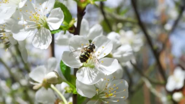 Insecto ocupado recoge néctar de hermosas flores de cerezo — Vídeo de stock