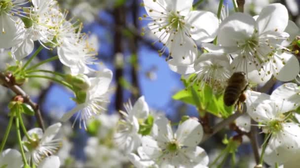Elfoglalt méh gyűjti nektár gyönyörű cseresznyevirágok — Stock videók