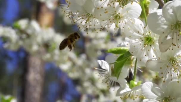 Abeja ocupada recoge néctar de hermosas flores de cerezo — Vídeos de Stock