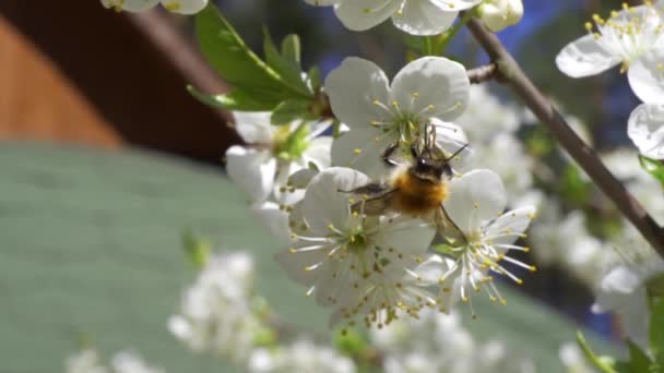 Drukke hommel verzamelt nectar van mooie kersenbloesems — Stockvideo