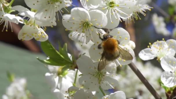 Drukke hommel verzamelt nectar van mooie kersenbloesems — Stockvideo