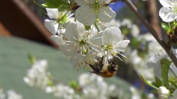 Abejorro ocupado recoge néctar de hermosas flores de cerezo — Vídeos de Stock