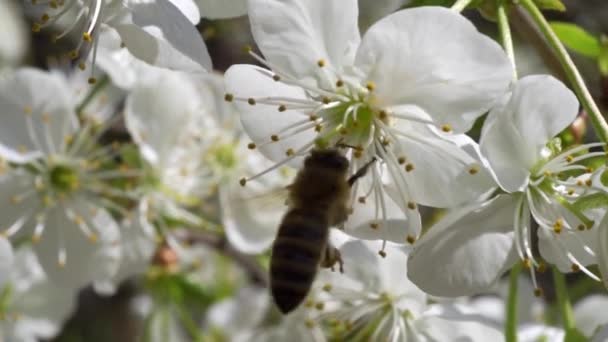 Abeille occupée recueille le nectar de belles fleurs de cerisier — Video