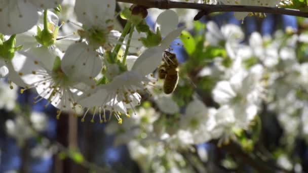 Оживленная пчела собирает нектар с прекрасных цветков вишни — стоковое видео