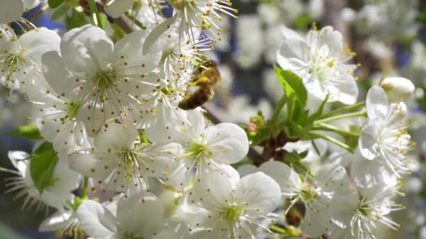 Abeille occupée recueille le nectar de belles fleurs de cerisier — Video