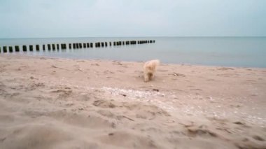 Küçük köpek deniz kıyısındaki kumsalda koşup oynuyor.