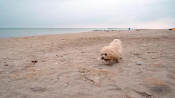 Küçük köpek deniz kıyısındaki kumsalda koşup oynuyor. — Stok video