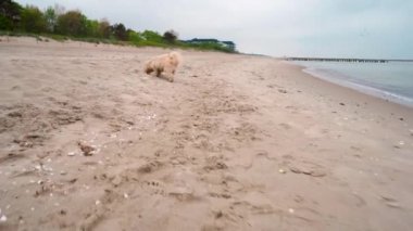 Küçük köpek deniz kıyısındaki kumsalda koşup oynuyor.