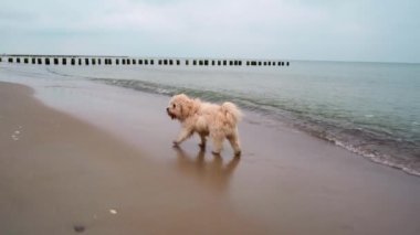 Küçük köpek deniz kıyısındaki kumsalda koşup oynuyor.