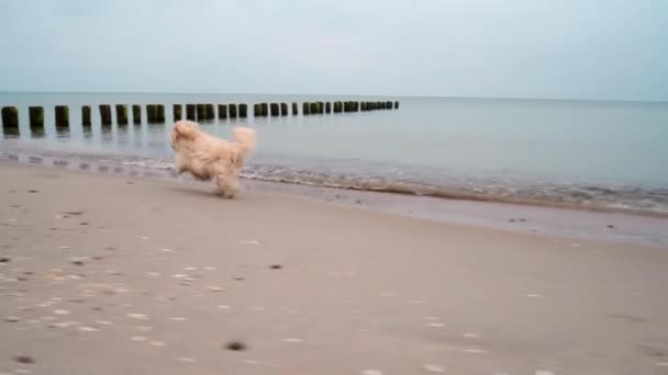 Pequeño perro corre y juega en la playa de arena junto al mar — Vídeos de Stock