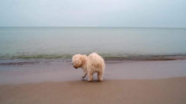 Pequeño perro corre y juega en la playa de arena junto al mar — Vídeo de stock