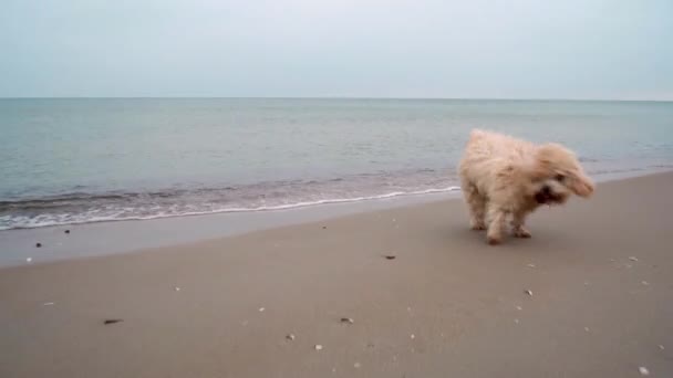 Kleine hond rent en speelt op het zandstrand aan zee — Stockvideo