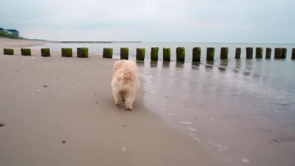 Cagnolino corre e gioca sulla spiaggia sabbiosa in riva al mare — Video Stock