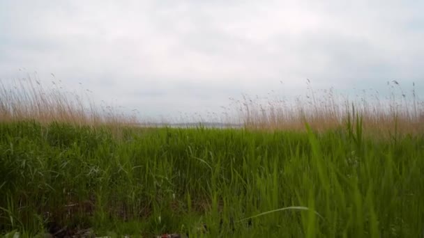 Vista de las cañas verdes junto al lago — Vídeos de Stock