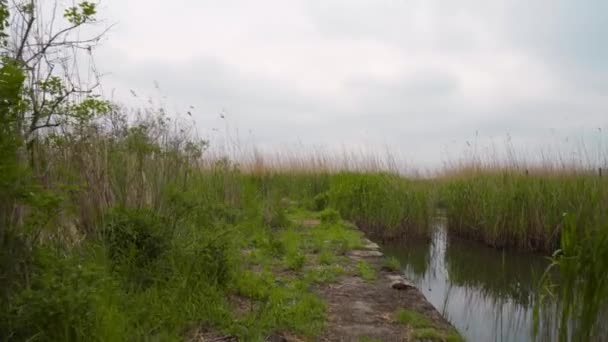 Vista di canneti verdi sul lago — Video Stock