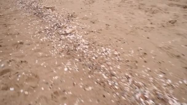 Conchas deixadas em uma praia arenosa — Vídeo de Stock