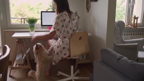 スローモーションで大流行した時に犬と家で働いていたパジャマ姿の女性は — ストック動画
