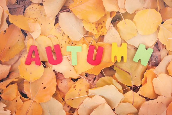 Colorful word autumn on a leaves. — Stock Photo, Image