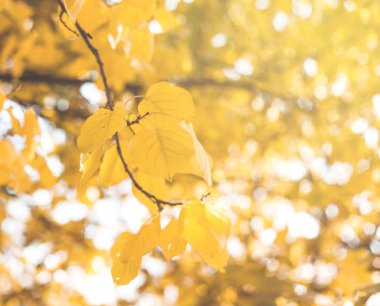 가 단풍. 가 배경.