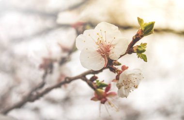 Bir dalda kayısı çiçekleri.