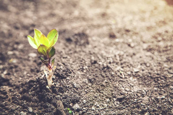 Jeune Plante Poussant Partir Sol — Photo