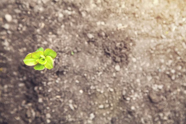 Jovem Planta Que Cresce Partir Solo — Fotografia de Stock