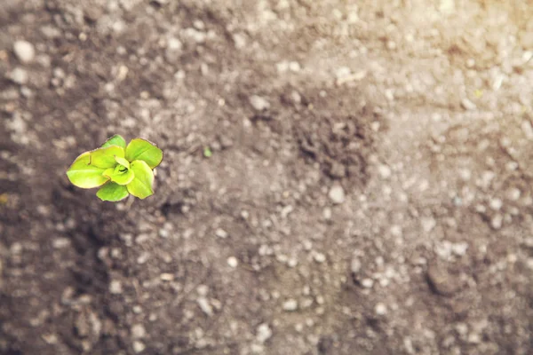 Jeune Plante Poussant Partir Sol — Photo