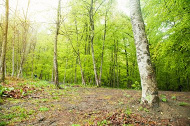 Güzel manzara. İlkbaharda orman