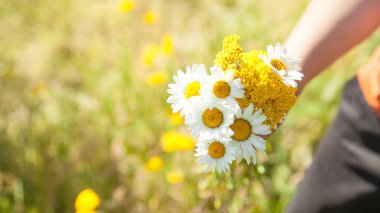 Alan içinde papatya tutan el. Yaz saati