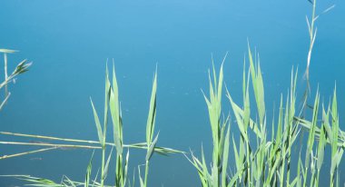 Güzel bir manzara. Bahar. Yeşil bambu yaprakları