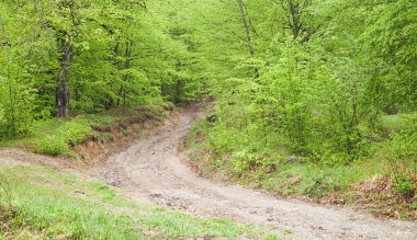 Güzel bir manzara. Bahar ormanındaki yol