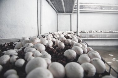 Lezzetli yemek. Çiftlikte mantar şampiyonları.