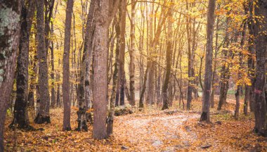 Sonbahar ormanındaki ağaçlar. Sonbahar