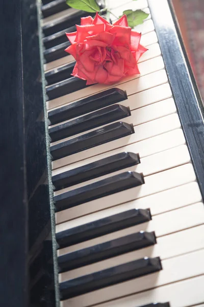 钢琴键盘上美丽的玫瑰 — 图库照片