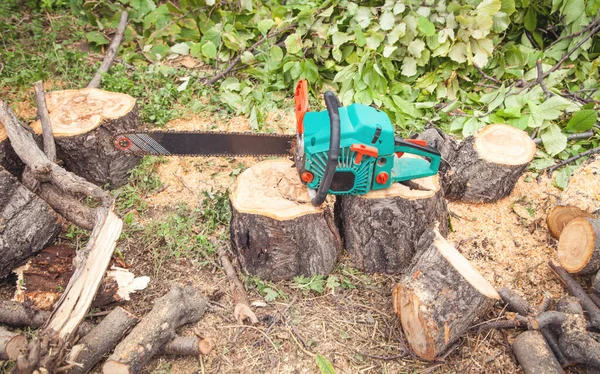 チェーンは伐採された丸太で森に入った 木切り — ストック写真