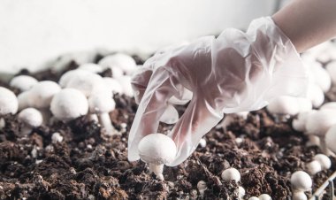 Çiftlikte mantar toplayıcılığı şampiyonu.