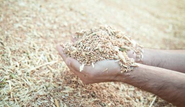 buğday tahıl holding erkek eller.