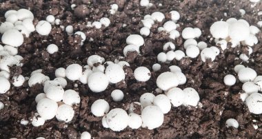 Lezzetli yemek. Çiftlikte mantar şampiyonları