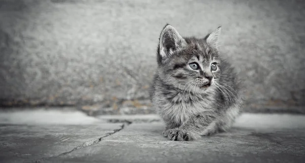 Portrait Little Kitten Outdoors — Stock Photo, Image