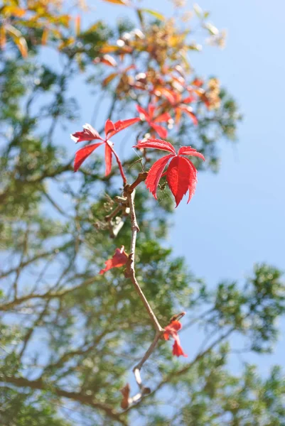 Pastell Fole des japanischen Ahornbaums Blätter bunten Hintergrund im Herbst — Stockfoto