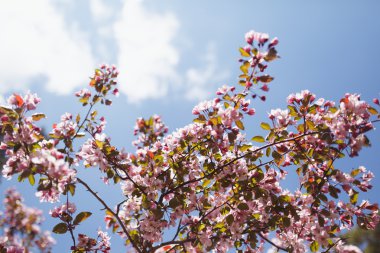 Mavi gökyüzü çiçekleri çiçek açması kiraz