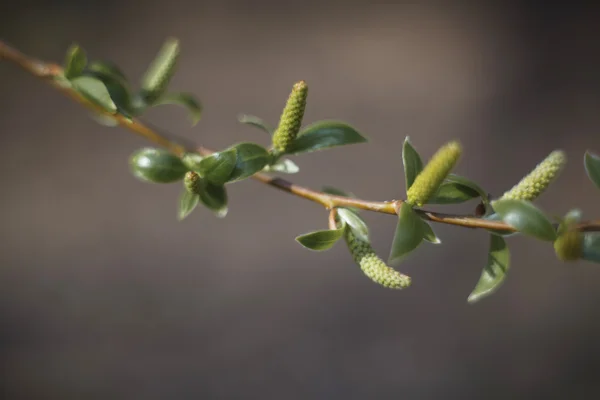 Gros plan d'une feuille de branche verte — Photo